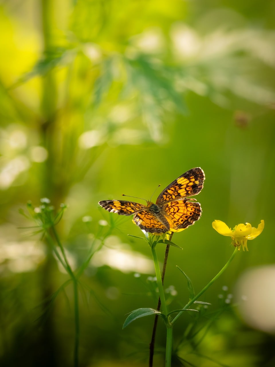 butterfly, flower, macro photography, natural beauty, alpine meadow, green background, detail, symmetry, insect on plant, flower wallpaper, soothing scene, nature, yellow flower, flower background, peaceful day, light, spring, beautiful flowers, outdoor, stunning, daylight